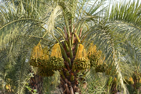 stock image Dates on a palm tree