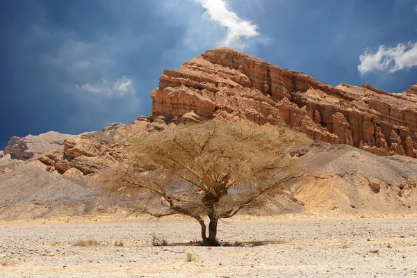 Desert trees and mountains — Stock Photo, Image