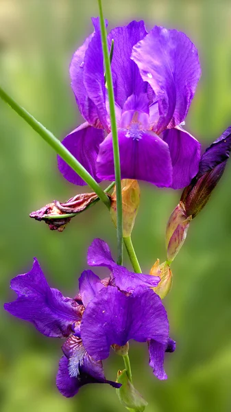 Bela flor Iris — Fotografia de Stock