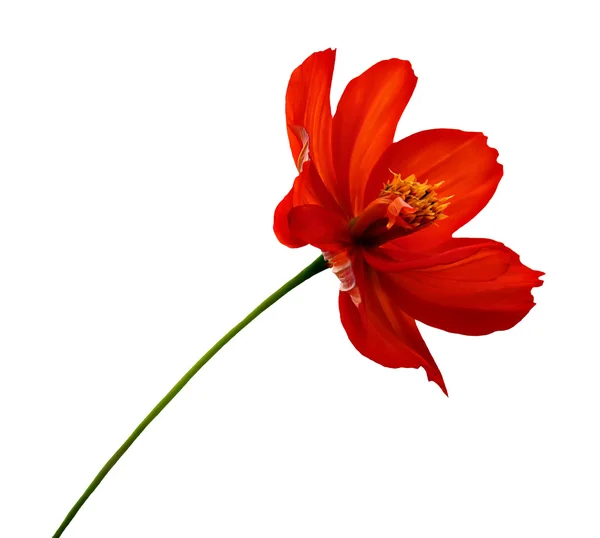 Красный цветок Стоковое Изображение