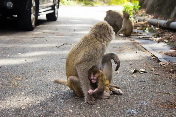 Affen in der Stadt in Gefahr — Stockfoto