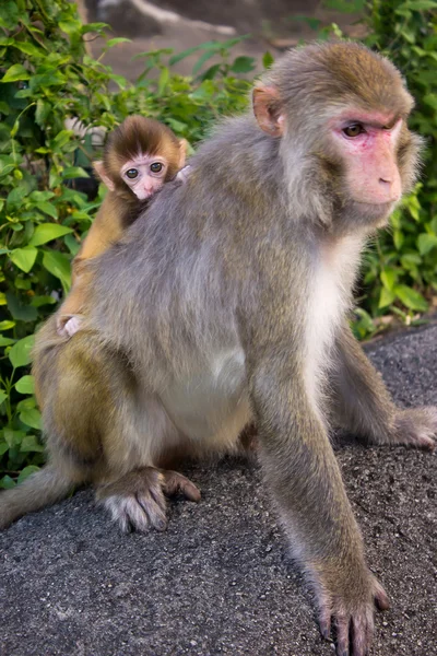 Monkey mor med söt liten baby — Stockfoto
