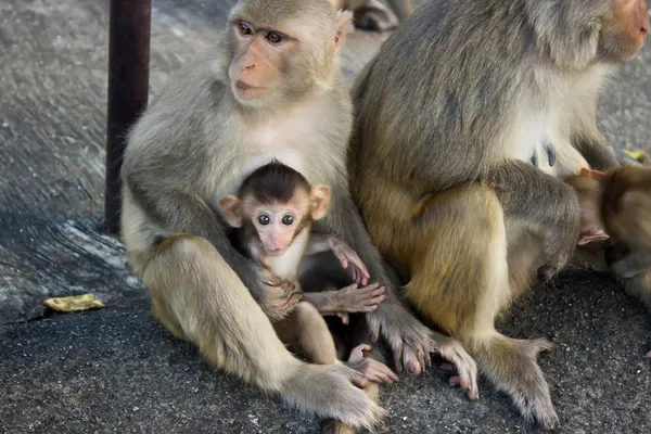 Macaco e bebé na rocha — Fotografia de Stock