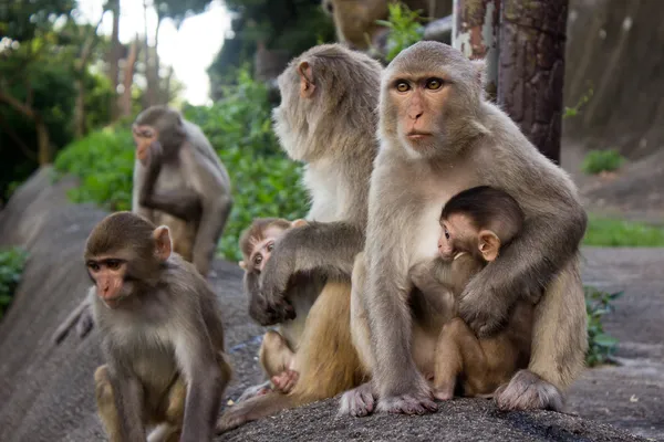 Мавпи в джунглях на горі — стокове фото
