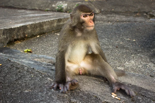Vecchia scimmia con viso pericoloso — Foto Stock