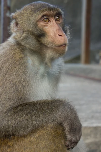 Macaco a olhar para alguma coisa — Fotografia de Stock