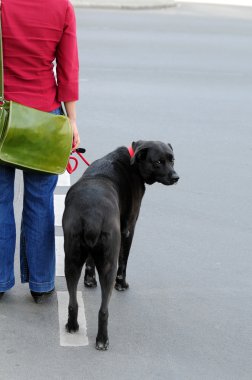 kadın ve köpek