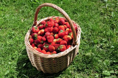 Strawberries in basket