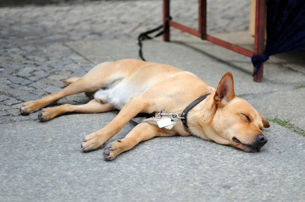 Сон собаки — стоковое фото