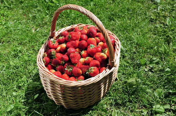 stock image Strawberries in basket