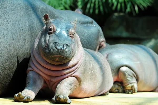Hipopótamo bebé Fotos de stock libres de derechos
