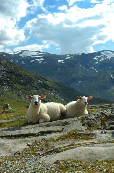 Koyun, Norveç — Stok fotoğraf