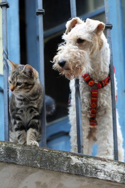 Kedi ve köpek.