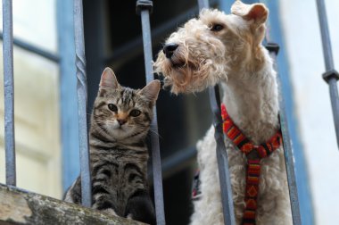 Kedi ve köpek.