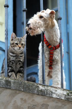 Kedi ve köpek.