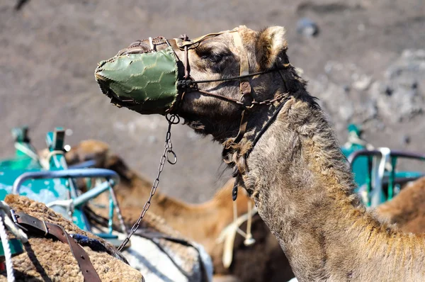 骆驼的脸 — 图库照片