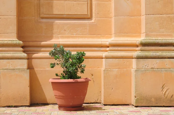 stock image Flower in clay pot