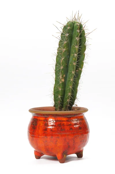 stock image Cactus in flowerpot.