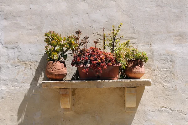 stock image Flower pots