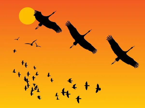 Ptaki na zachód słońca — Wektor stockowy