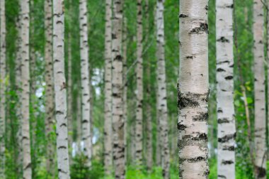 Birch trees clipart