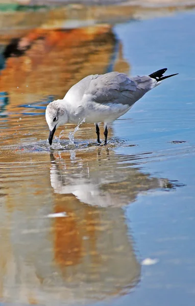 Seagull drinking water on the street — Stock Photo, Image