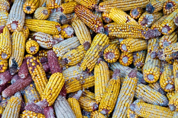 A lot of old corn, maize. — Stock Photo, Image