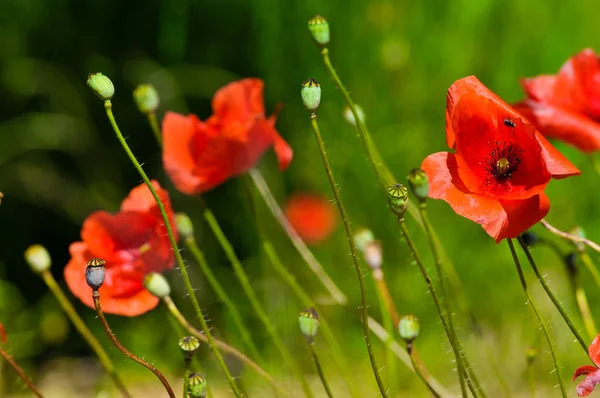 stock image Poppy flowers