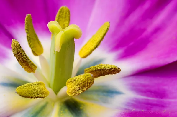 stock image Macro flower