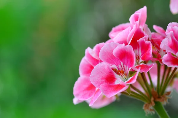 stock image Bright red flowers