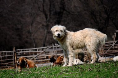 White dog guarding sheep clipart