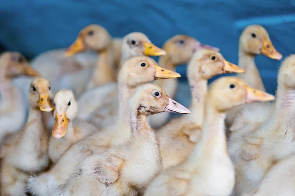 Young ducks — Stock Photo, Image