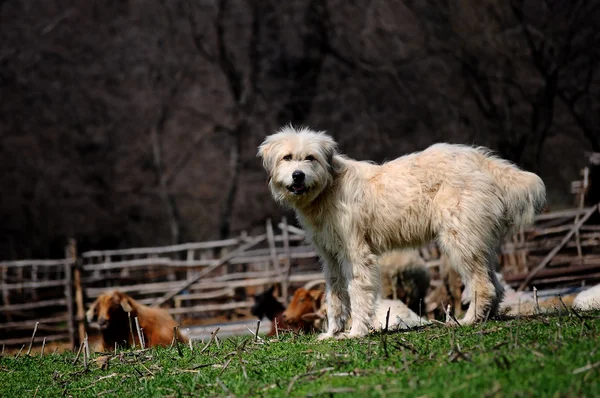 stock image White dog guarding sheep