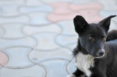 köpek sokak - yakın çekim vurdu.