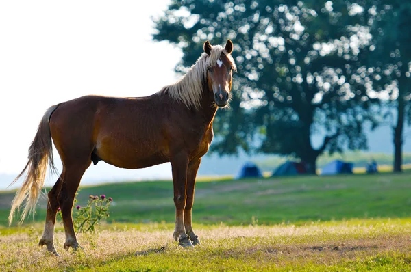 A wild horse head profile portrait — Stock Photo, Image