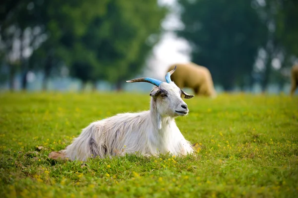 Een geit, portret in een prachtige groene gras. — Stockfoto