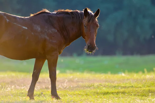 Un retrato de perfil de cabeza de caballo salvaje —  Fotos de Stock