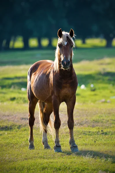 Un retrato de perfil de cabeza de caballo salvaje — Foto de Stock