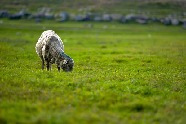 양 들의 아름 다운 녹색 잔디에. — 스톡 사진