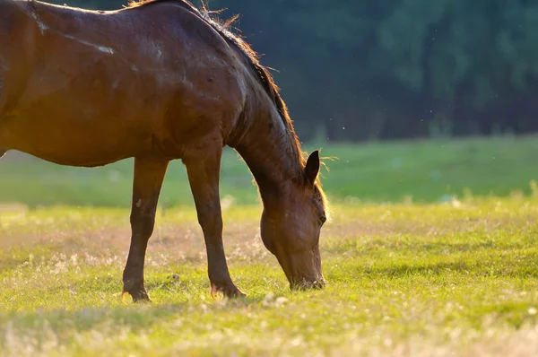 Um retrato de cabeça de cavalo selvagem — Fotografia de Stock