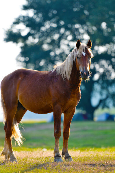 A wild horse head profile portrait
