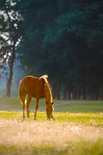 Un selvaggio cavallo testa profilo ritratto — Foto Stock