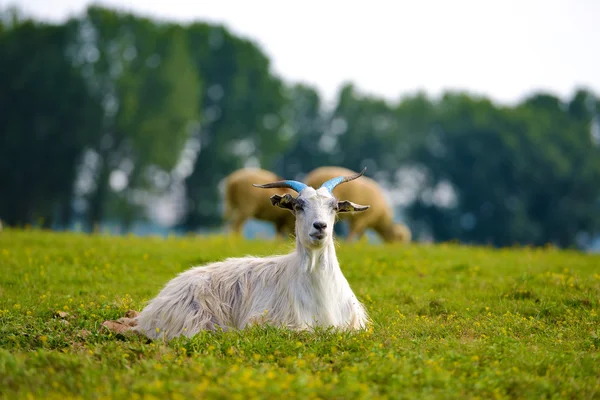 Een geit, portret in een prachtige groene gras. — Stockfoto