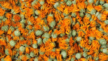 Dried marigold clipart