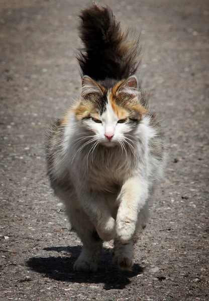 Una gatta da donna Foto Stock