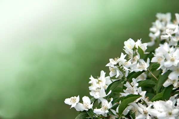 stock image Flowers on a green background