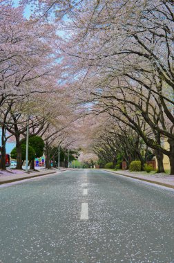 Cherry Blossom road clipart