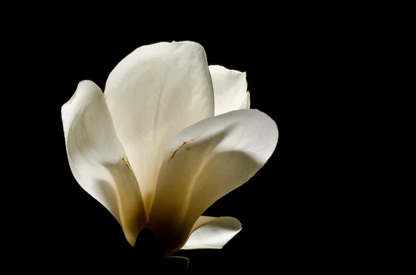 stock image Magnolia at Night