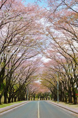 Cherry Blossom road clipart