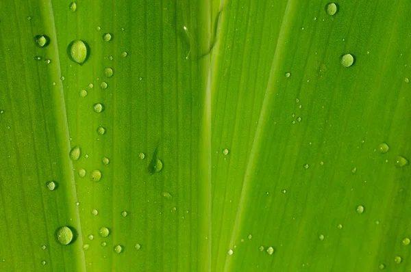 녹색 잎 배경, 질감 — 스톡 사진